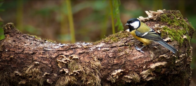 pajaro amarillo sobre un tronco de madera